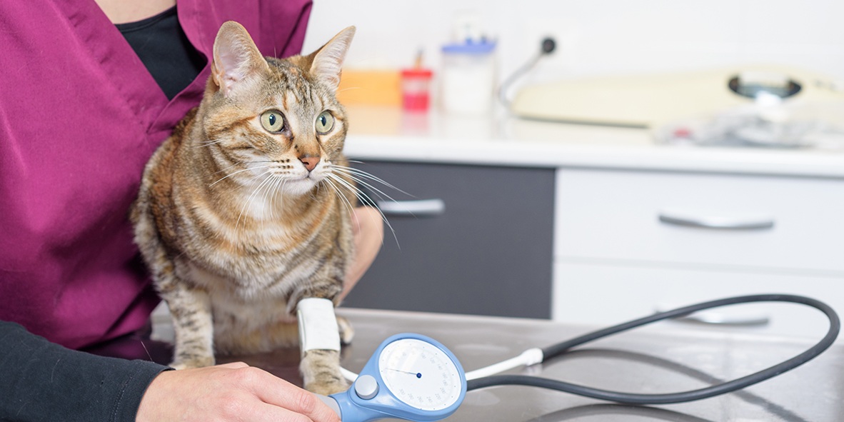 ! Welcome to Improve Veterinary Education