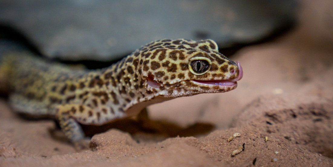 A place to Learn and Engage